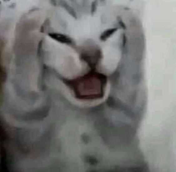 Create meme: The screaming cat, The kitten screams a meme, screaming cats