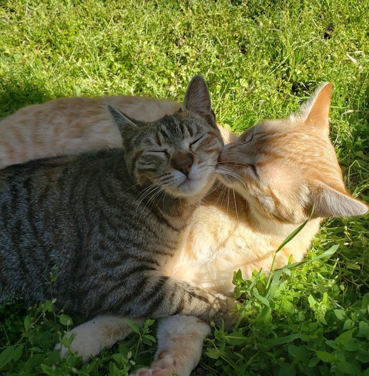 Создать мем: мартовская кошка, целующий котик, обнимающиеся коты