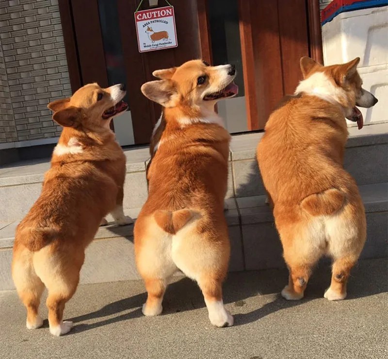 Create meme: pembroke welsh corgi, Welsh Corgi, Welsh corgi Pembroke from behind