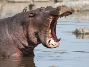 Create meme: Hippo, Rhino, hippopotamus