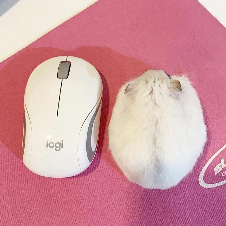 Create meme: logitech wireless mouse, the little Dzungarian hamster, animals cute