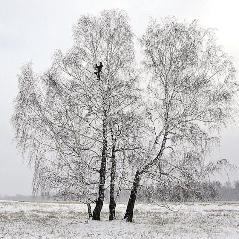 Create meme: birch in winter, birch , winter birch