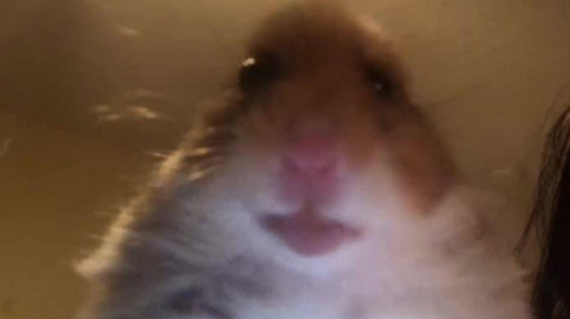 Create meme: the screaming hamster, hamster meme, scared hamster original