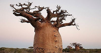 Создать мем: самое толстое дерево, африканский баобаб, баобабы