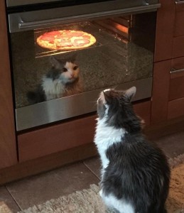 Create meme: street cat, cat, the cat in the oven