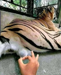 Create meme: animals tiger, animal, tiger animal