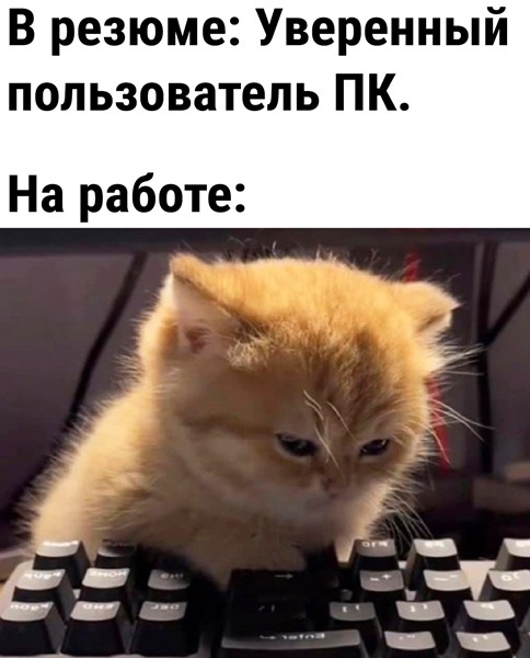 Create meme: cats jokes, memes cat, cats 