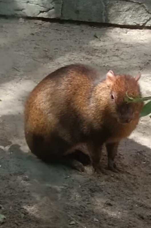 Create meme: Agouti is an animal, rodents , big capybara guinea pig