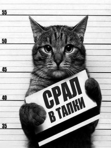 Создать мем: кот с табличкой навали, кот арестант, кот преступник с табличкой