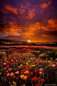 Create meme: field of tulips, flowers field, flowers at sunset