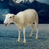 Создать мем: азиат, баран и овца, домашние животные
