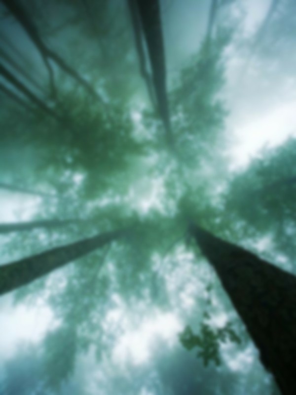 Create meme: dark forest, nature , forest view from below