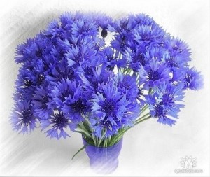 Create meme: cornflowers on a transparent background, postcard thank you blue cornflowers bouquet, photo png bouquet of cornflowers