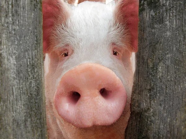 Create meme: pig , pig's nose, piggy pigs
