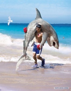 Create meme: shark, shark large, the shark joke