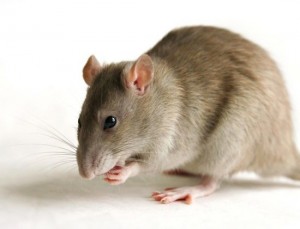 Create meme: decorative rats are tailless, mouse and rat, rat vs mouse