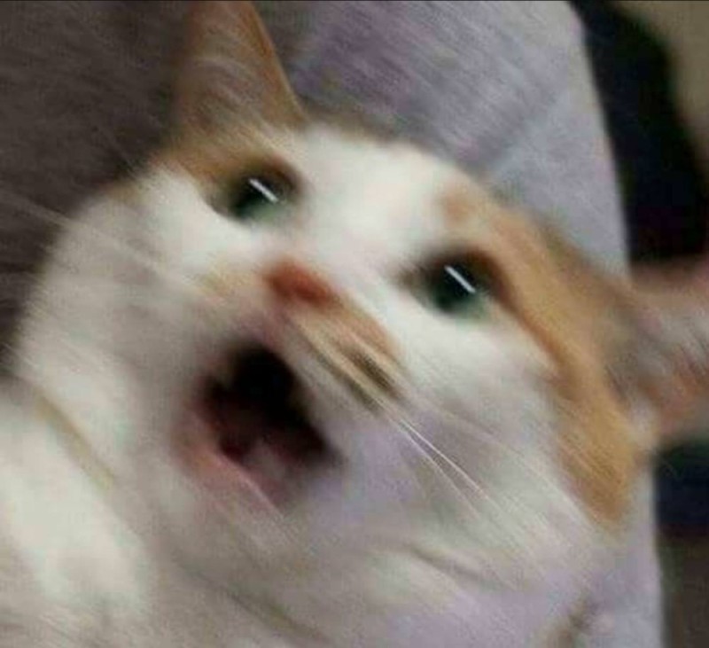 Create meme: screaming cat, screaming cat meme, screaming cats memes