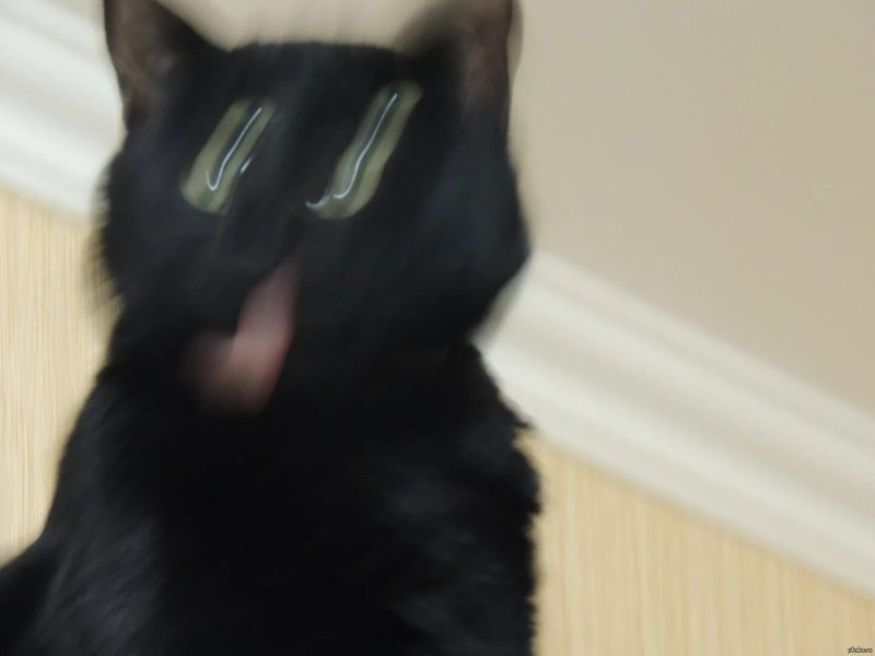 Create meme: Smeared funny cats, meme black cat, cat 