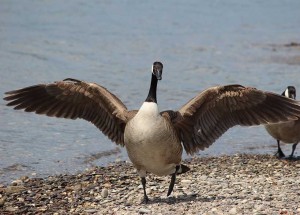 Create meme: goose, canada goose, animal world