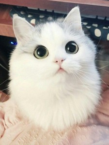 Создать мем: кошка, милые котики с большими глазами, кошки милые