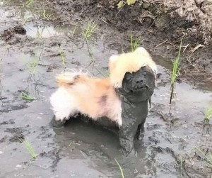 Create meme: animals, animals funny, Spitz in the mud