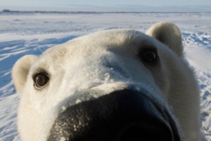 Создать мем: белый медведь умка, полярный медведь, белые медведи