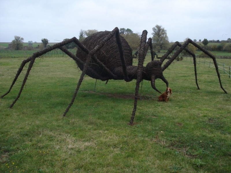 Создать мем: гигантский паук, большие пауки в россии, самые большие пауки в россии