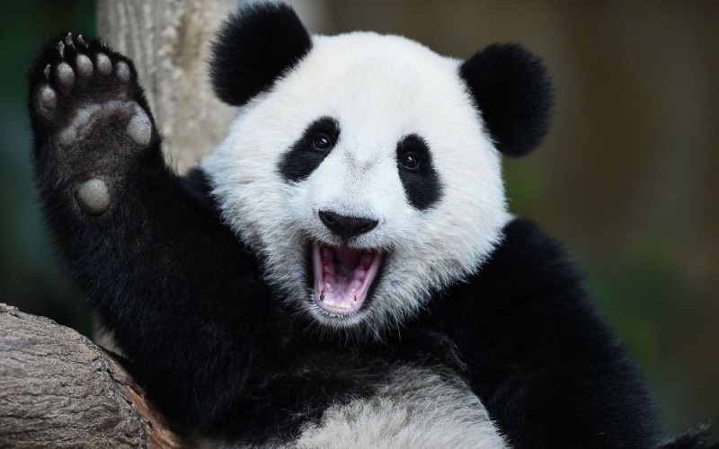 Create meme: the giant Panda , pandas, giant Panda 