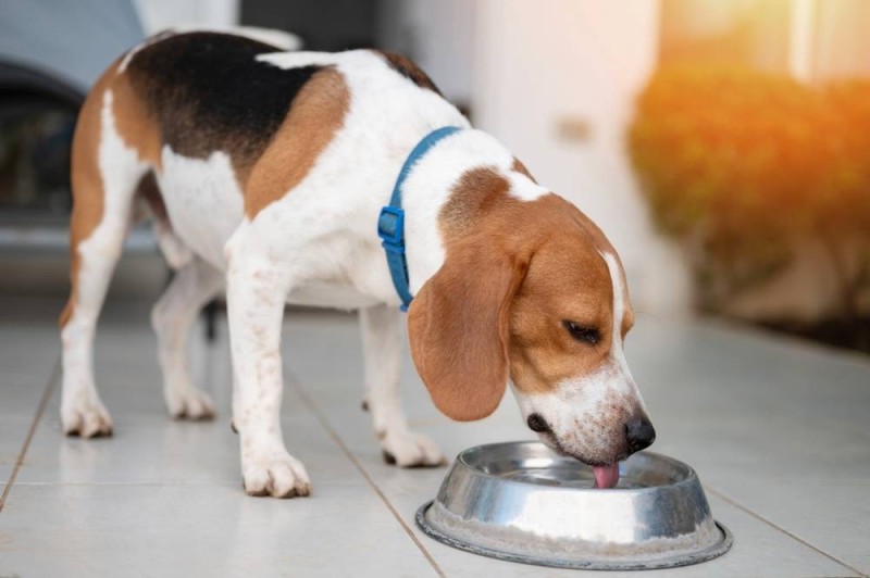 Create meme: Beagle dog, Beagle dog food, a bowl for slow-eating dog food