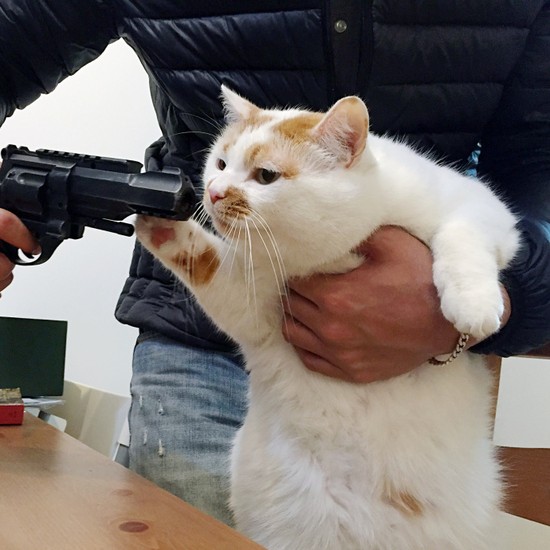 Create meme: cat with a gun, cat ebos , a cat with a gun