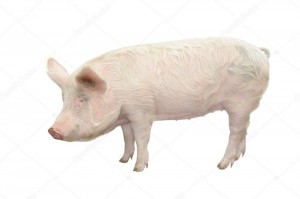 Создать мем: свиноматка на белом фоне, большая белая свинья, свинья вид сбоку