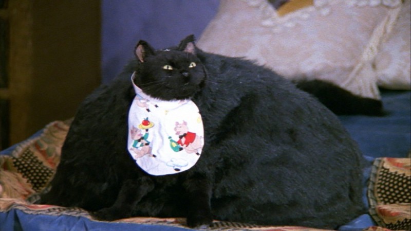 Create meme: cat salem, Salem the cat from Sabrina, Salem the cat Sabrina the little witch