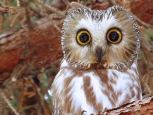 Create meme: owlet, look animals, baykuş