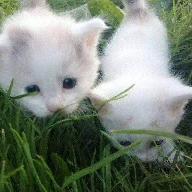 Create meme: kitty white, cute white kittens, cat 