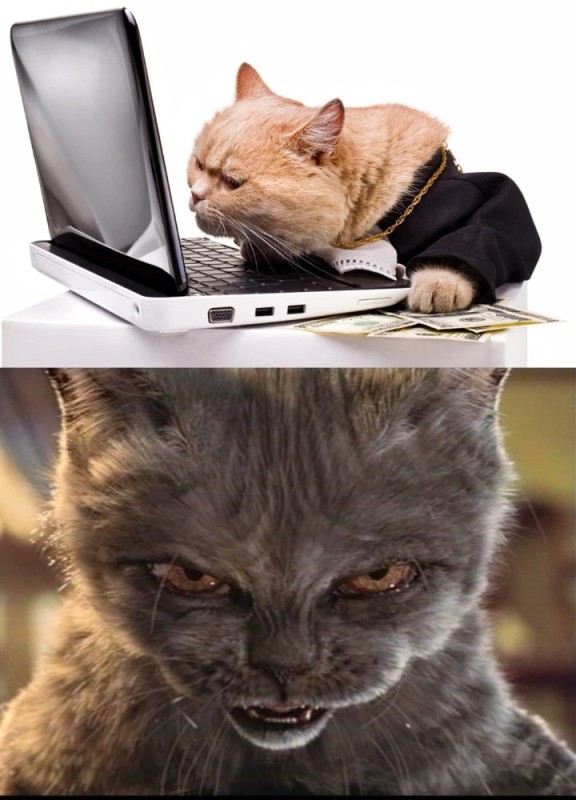 Создать мем: злой котик, злобный кот, злой котёнок мем