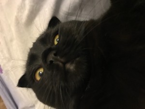 Create meme: one-eyed black Scottish fold cat, black kitty Blackie, lost black cat