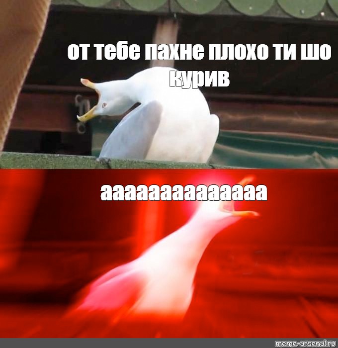 Закончились т. Мем с кричащей чайкой. Умный Егор. Мем от которого засмеётся каждый. Егор тупой или тупой.