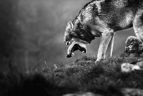 Create Meme Angry Wolf The Lone Wolf Wolf Pictures Meme