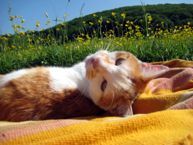 Create meme: summer cat, summer cat , cat in the sun