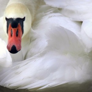 Create meme: mute Swan North, mute, swans birds