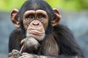 Create meme: monkey, chimpanzees