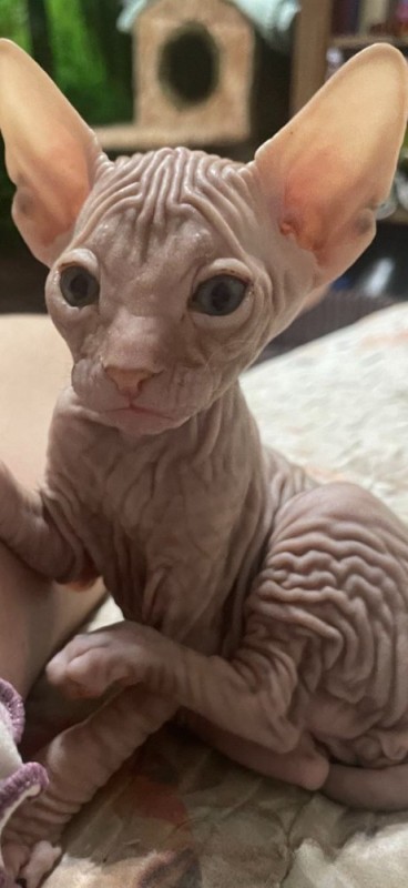 Create meme: Sphinx , Sphynx, The Canadian sphinx kitten