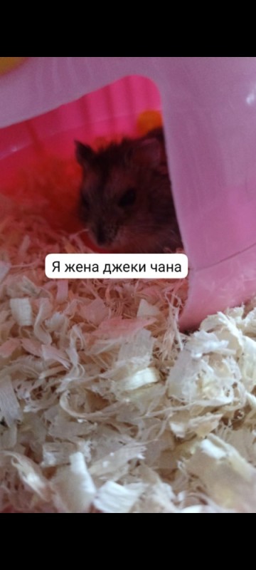 Create meme: hamsters hamsters, Dzungarian and Syrian hamster, hamster 