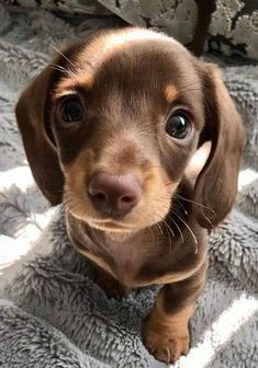 Create meme: Dachshund , cute dog, the dachshund is small