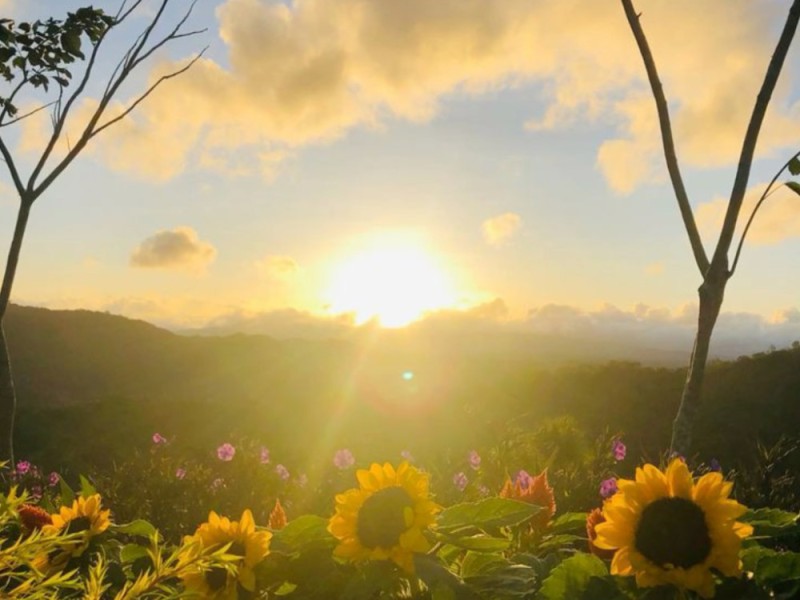 Create meme: sunflowers in the sun, sunflowers at sunset, sun summer