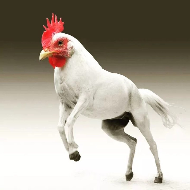 Create meme: white horse, rooster figurine, scp horse