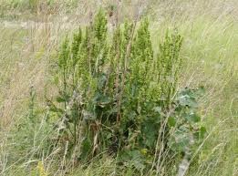 Create meme: horse sorrel rumex confertus, horse sorrel, horse sorrel aveluk