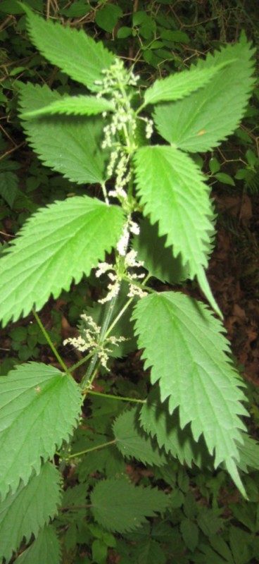 Create meme: nettles, common nettle weed, nettle dioecious (urtica dioica)