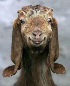 Create meme: smiling animals, cute animals, goat