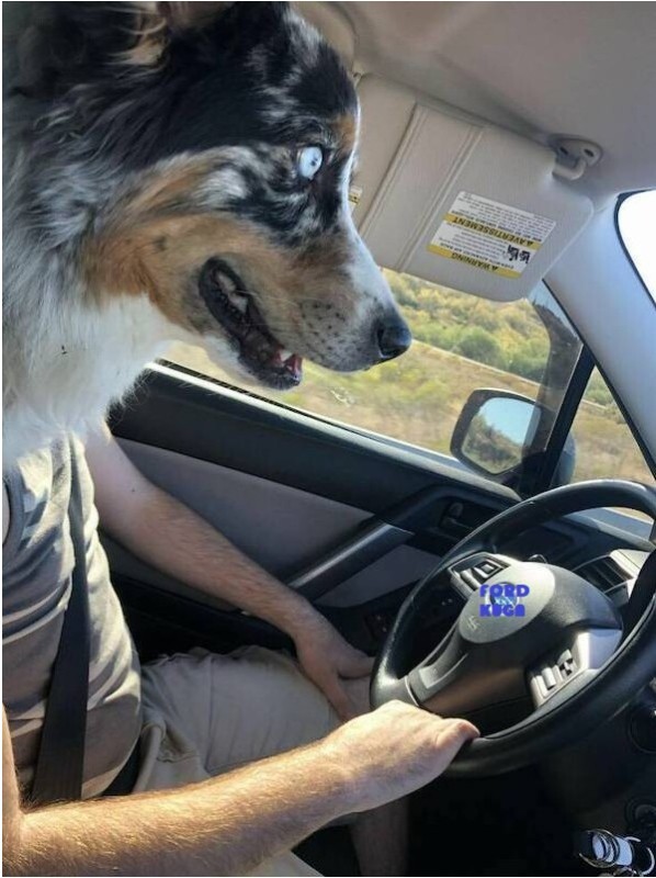 Создать мем: собака, смешные хаски, хаски автомобиль
